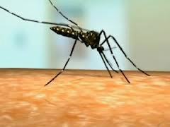 Mutirão contra a dengue mobiliza comunidade de Amambai neste sábado (9) Um mesmo mosquito pode circular por até 9 quarteirões, portanto, nenhuma área da cidade está protegida, já que temos casos confirmados em todas as regiões.