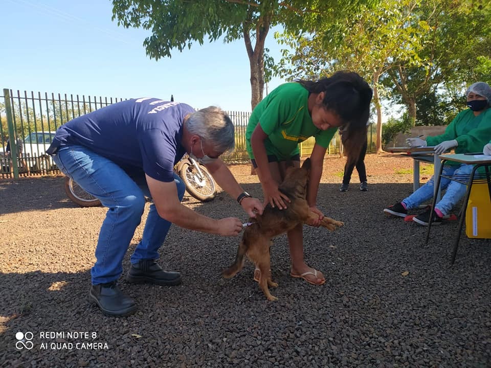 967 animais foram vacinados nas comunidades indígenas de Amambai / Foto: Divulgação