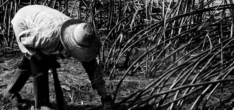 Comissão para tratar da erradicação do trabalho escravo é instituída em MS Comissão para tratar da erradicação do trabalho escravo é instituída em MS