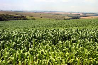 Safra de verão pode ajudar na desaceleração dos preços dos alimentos Safra de verão pode ajudar na desaceleração dos preços dos alimentos