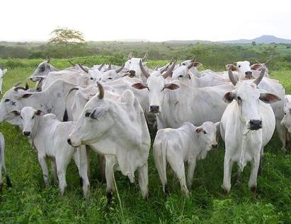 Arroba do Boi Gordo - 15.09.2011 Arroba do Boi Gordo - 15.09.2011