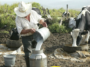 Em Goiás técnicos e produtores do MS aprendem melhorias para produção leiteira Em Goiás técnicos e produtores do MS aprendem melhorias para produção leiteira