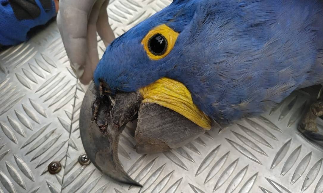 Arara-azul é encontrada morta no Pantanal. | Foto: Instituto Arara Azul/Divulgação