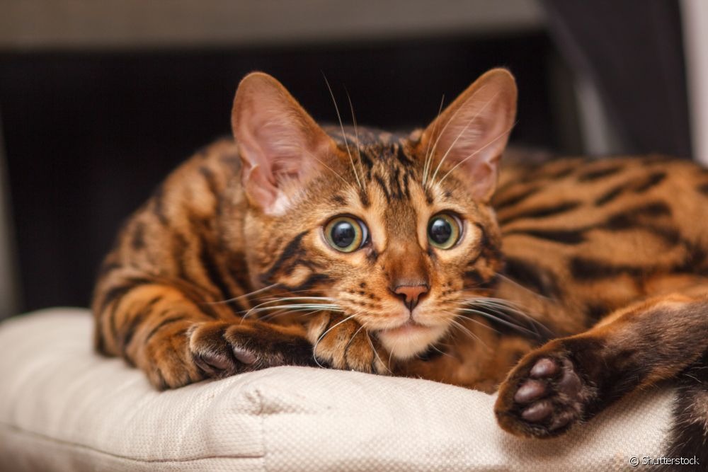 Gato-de-bengala: quais os comportamentos selvagens que a raça possui? O gato Bengal tem um lado