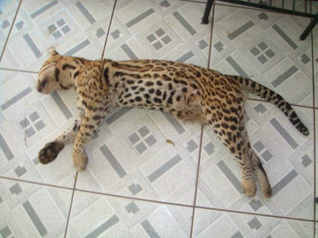 PMA recolhe jaguatirica atropelada na BR-163