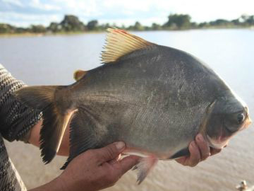 Dourados terá frigorífico de peixe até 2013 Dourados terá frigorífico de peixe até 2013