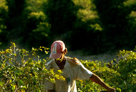 Segundo o Ministério do Meio Ambiente, o Brasil é hoje o maior consumidor global de agrotóxicos
