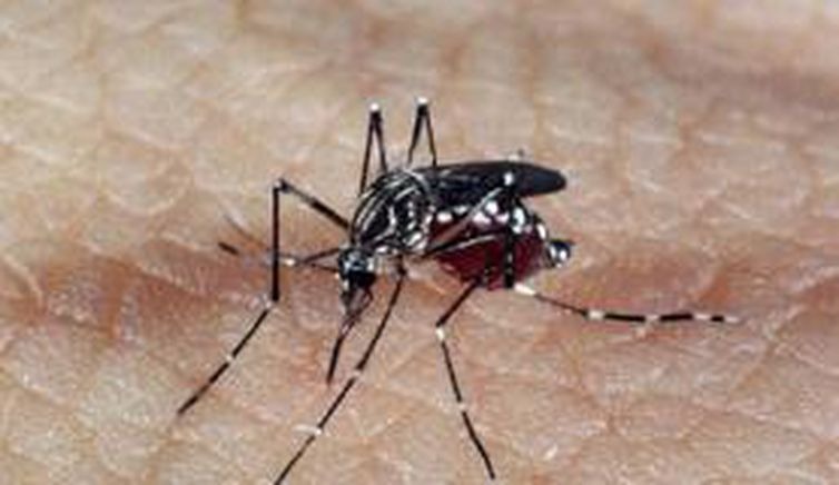 Aedes aegypti é o mosquito transmissor da dengue    (Arquivo Agência Brasil)