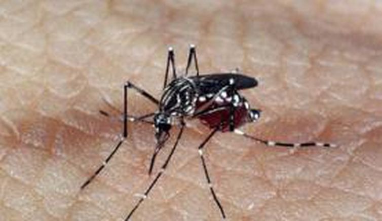 Casos de dengue crescem 264% no Brasil com 229 mil pacientes este ano Aedes aegypti é o mosquito transmissor da dengue (Arquivo Agência Brasil)