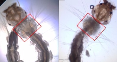 Mosquito modificado geneticamente é nova arma de combate ao Aedes Larvas de Aedes aegypti.