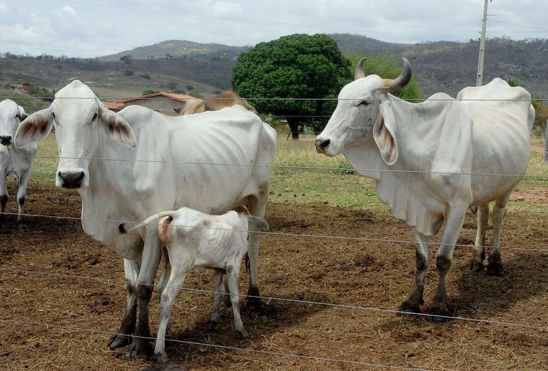 Brasil deve ser declarado livre da pleuropneumonia bovina Reconhecimento deve ser oficializado em reunião da Organização Mundial de Saúde Animal (OIE)