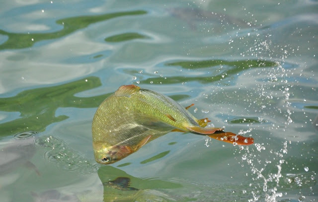 Para aumentar produção de pescado, Senar/MS vai oferecer cursos de piscicultura Para aumentar produção de pescado, Senar/MS vai oferecer cursos de piscicultura