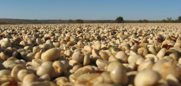 Brasil, Argentina e Paraguai não terão soja disponível até início de março/2013