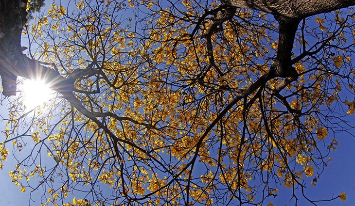 Primavera começa com tempo claro e ensolarado em Mato Grosso do Sul Foto: Chico Ribeiro