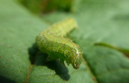 'Helicoverpa é preocupação, mas não alarmante em MS', diz Aprosoja/MS Lagarta Helicoverpa armigera