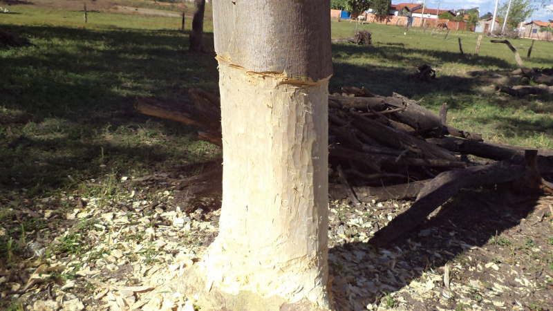 PMA autua dono de chácara em R$ 3 mil por desmatamento e exploração ilegal