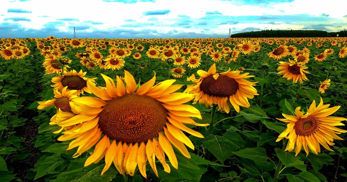 Primavera promete ser quente e chuvosa