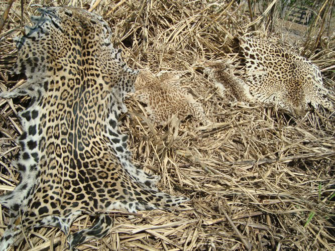 PMA prende caçador profissional de onças no Pantanal e aplica multa de R$ 50 mil