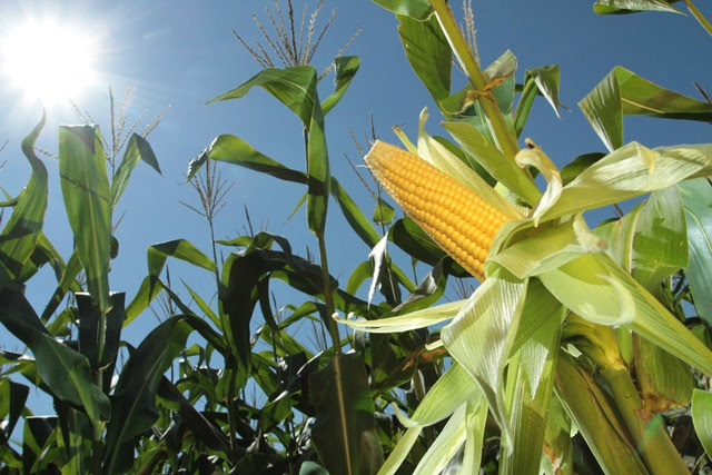Plantio do milho 2ª safra encerra e indica nova estimativa de produção em MS Plantio do milho 2ª safra encerra e indica nova estimativa de produção em MS