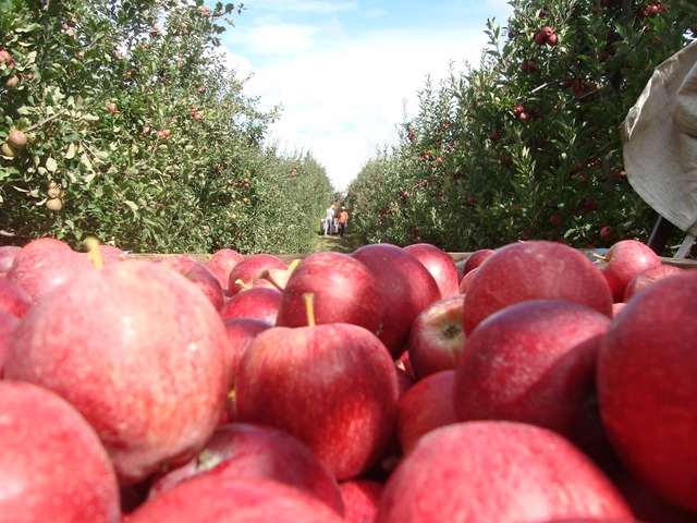 Anualmente são colhidas cerca de 20 mil toneladas de maçã. Foto: BR Turismo