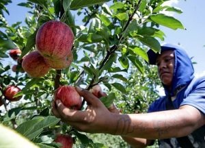 Parceria entre governo, MPT e empresas gera dois mil empregos a índios do MS A previsão é de que, por ano, cerca de 2 mil terenas e guaranis sejam contratados para trabalhar nas safras. Foto: Zero Hora
