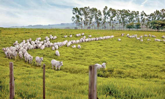 Geller destaca importância da inovação tecnológica no campo