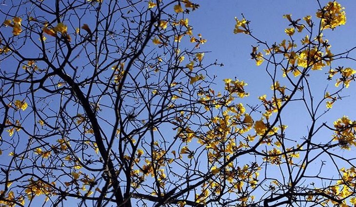Primeiro domingo da primavera será de sol e calor em todas as áreas de MS Foto: Chico Ribeiro