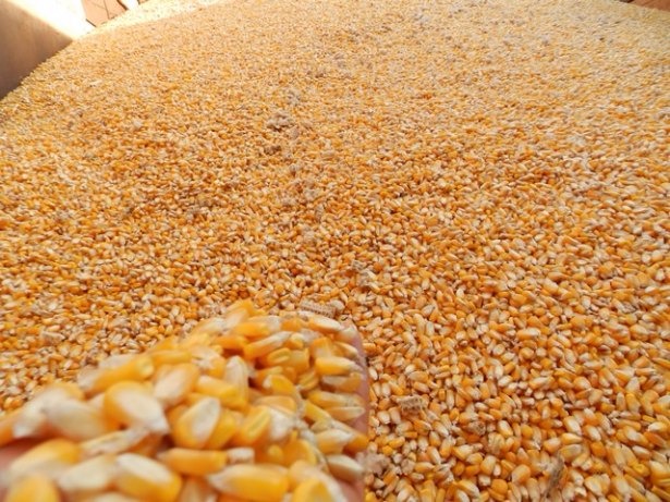 Expoagro 2017: levantamento de custo será apresentado no fórum Mais Milho Foto: Divulgação