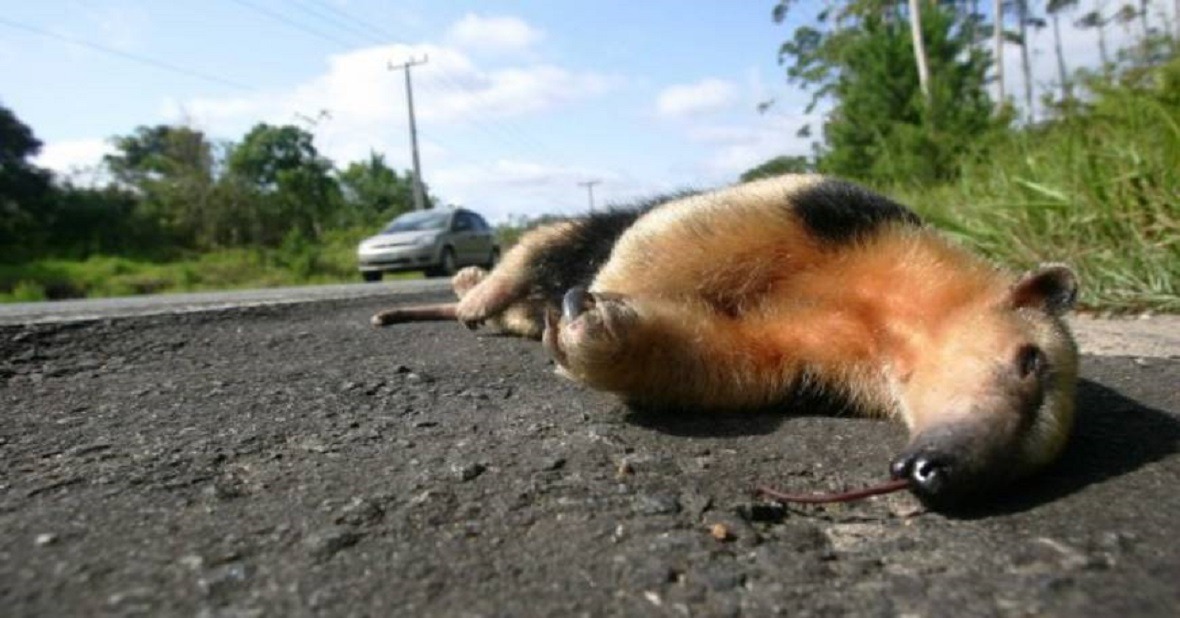 Governo trabalha para reduzir o atropelamento de animais em rodovias Governo trabalha para reduzir o atropelamento de animais em rodovias
