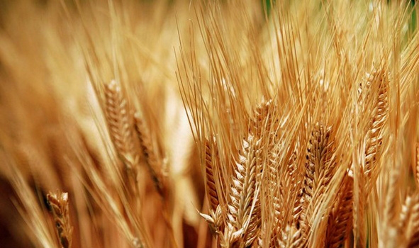 Camex reduz Imposto de Importação do trigo até 15 de agosto