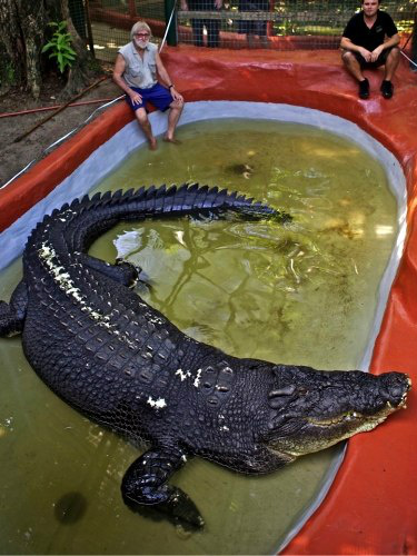 Crocodilo australiano é considerado maior do mundo