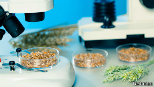 Vegetais se tornaram mais resistentes à falta de água após experiência