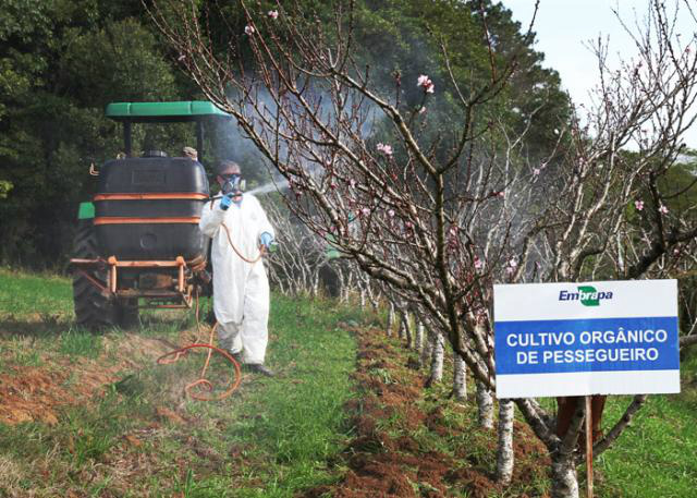  Foto: Paulo Lanzetta 