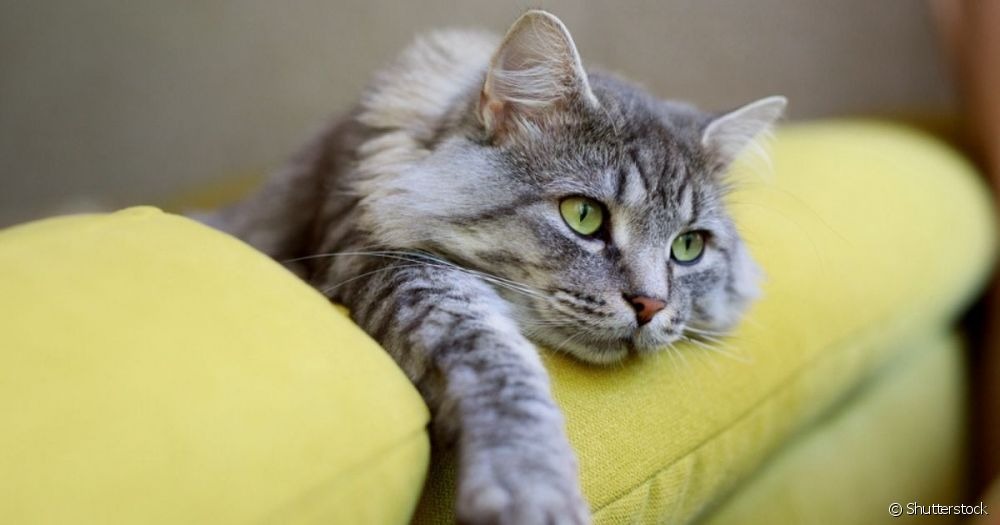 Como prevenir a giárdia em gatos? A giárdia em gatos pode ser prevenida com cuidados de higiene