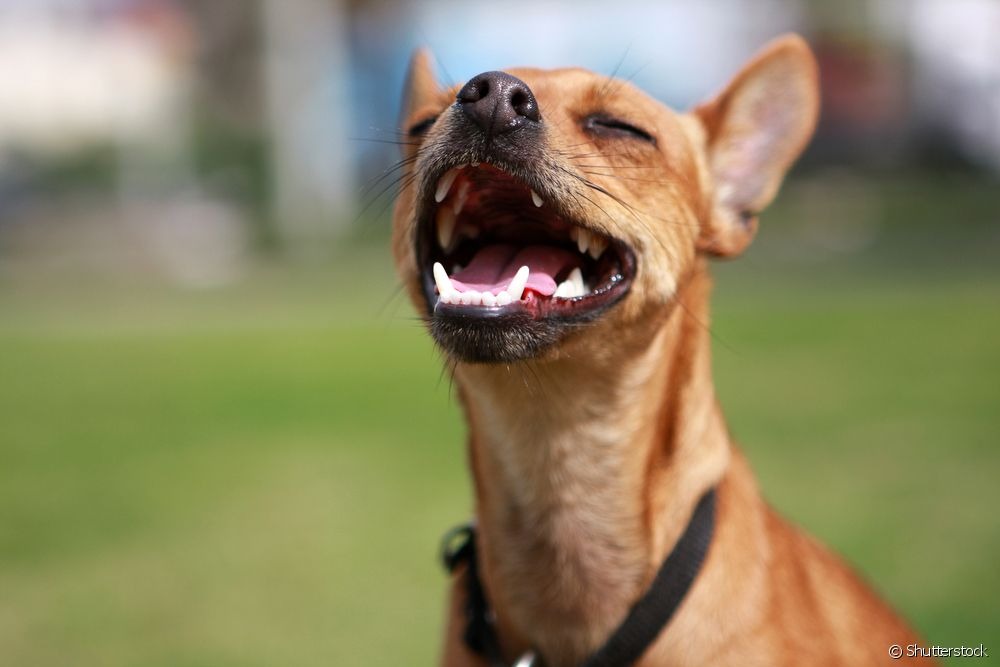Para que serve o bigode do cachorro? Saiba tudo sobre as vibrissas dos cães O cachorro tem bigode e outras vibrissas espalhadas pelo rosto