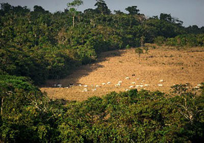Com as informações do CAR, será possível planejar o reflorestamento / Foto: Ernesto de Souza/Ed. Globo