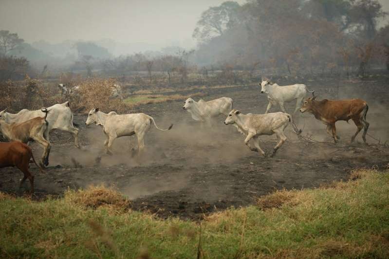 Plano para salvar o Pantanal tem de ser diversificado, dizem especialistas Foto: Dida Sampaio/Estadão / Gado corre para se proteger do avanço do fogo na região de Poconé, no Pantanal de Mato Grosso.