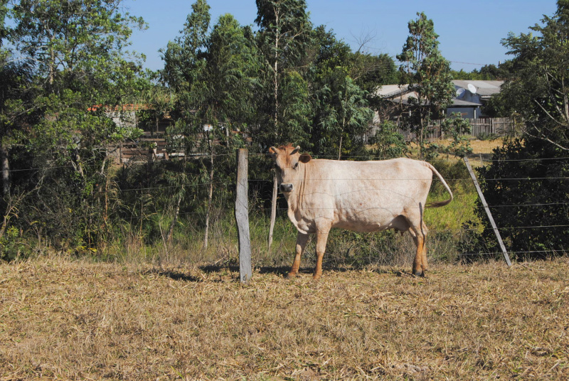 Foto: Moreira Produções