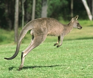 Problemas de comunicação deram nome ao animal símbolo da Austrália.