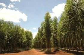 MS tem 14 mi hectares para plantio florestal