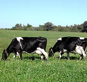 Conseleite vai fortalecer setor leiteiro em MS