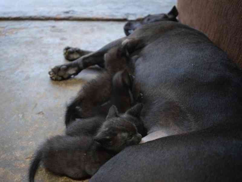 Tereza é pitbull que adotou gatinhos e deu até leite para poder alimentá-los Tereza é pitbull que adotou gatinhos e deu até leite para poder alimentá-los