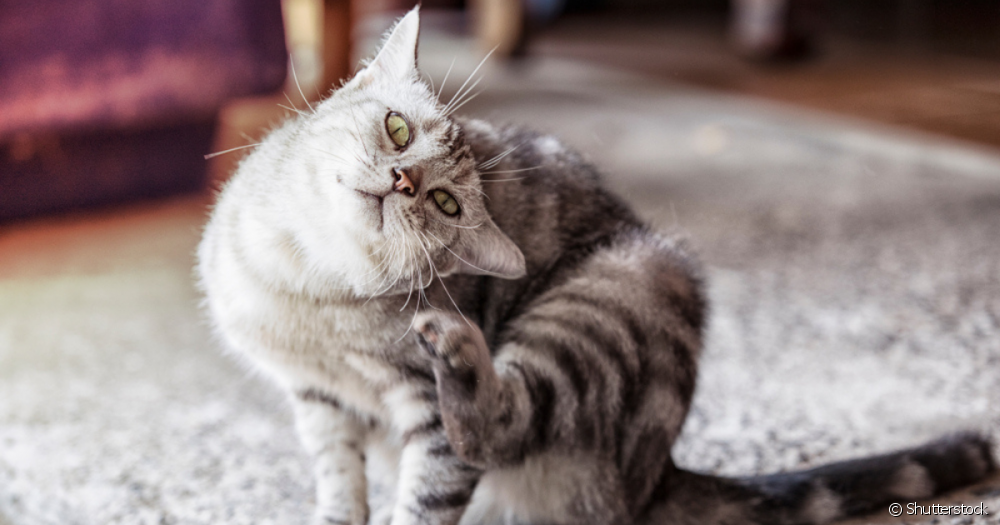 Gato pega carrapato? O carrapato em gato pode trazer uma série de problemas para o bem-estar do pet