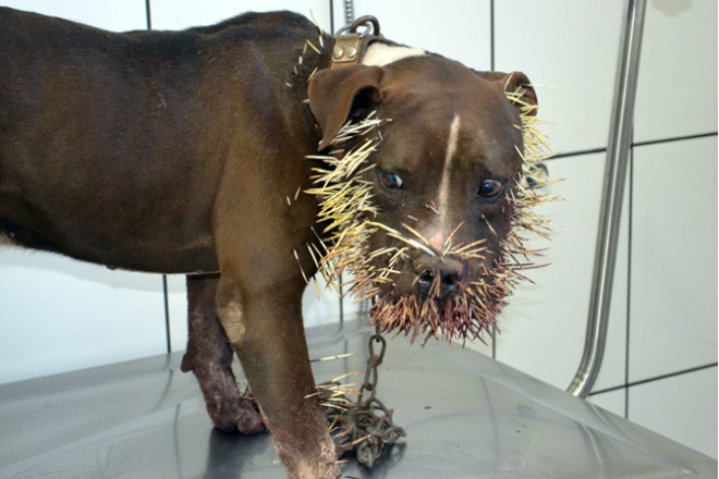 Cão de guarda é atacado por porco-espinho em Coxim Pitbull foi atacado por porco-espinho enquanto vigiava uma oficina de motos. (Foto: Maikon Leal/Coxim Agora)