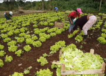 Convênio beneficia mais de 70 mil pequenos agricultores em Campo Grande Produtores são beneficiados com o convênio / Foto: Divulgação