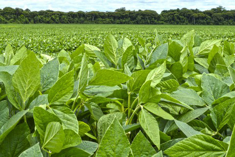 Produtores investem em defensivos agrícolas para melhorar qualidade nas lavouras Foto: Ascom Famasul