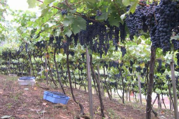 Química Verde: projeto da Embrapa agrega valor ao bagaço de uva Plantação de uvas da EmbrapaViviane_Zanella-embrapa.jpg