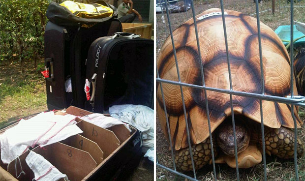 À esquerda, as malas divididas em compartimentos com as quais o suspeito tentava contrabandear os aniamis. À direita, a rara Astrochelys yniphora, um dos mais de cem quelônios que ele trazia consigo. (Foto: Traffic/Divulgação)