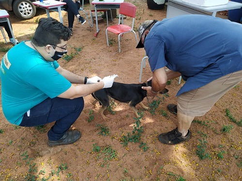 Vacinação Antirrábica imunizou mais de 8 mil animais em Amambai Foto: Decom