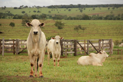 Confinamento pode ampliar área de soja no Brasil Agrolink